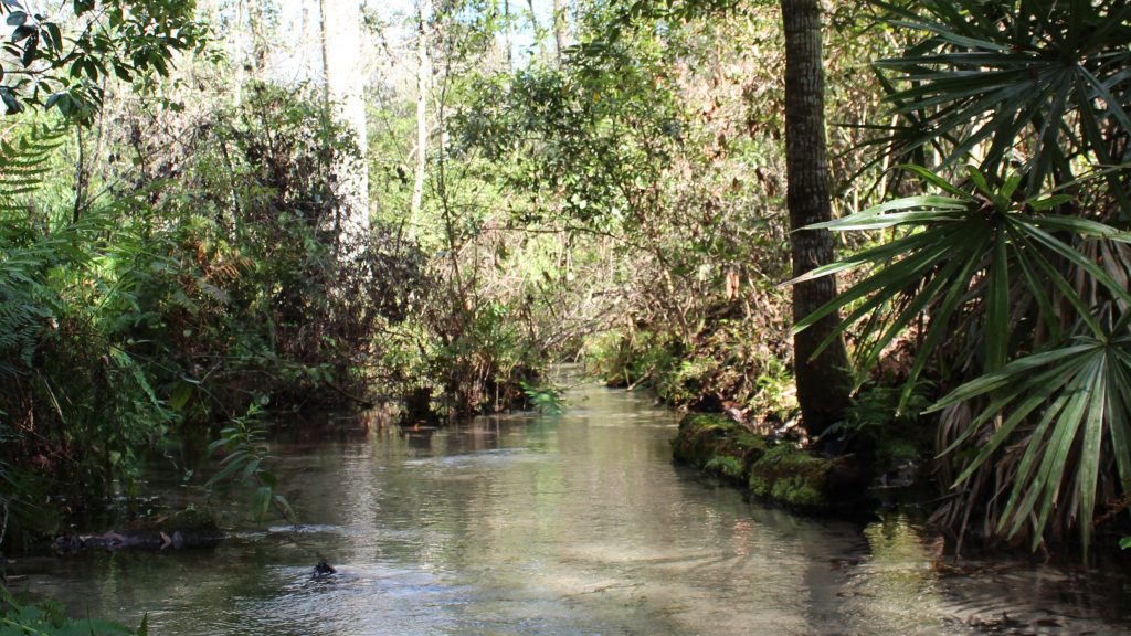 Spring Run at Mike Roess Gold Head State Park
