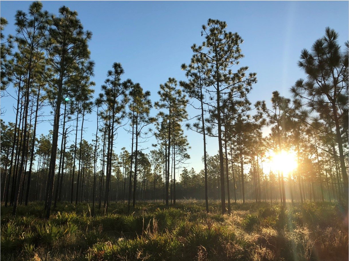 Jennings State Forest