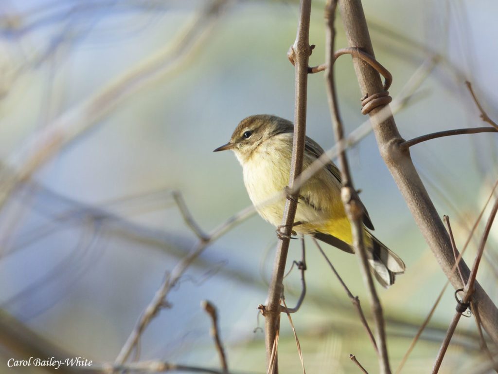Palm Warbler- Bird