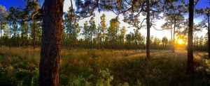 Panoramic of Gold Head State Park at dawn