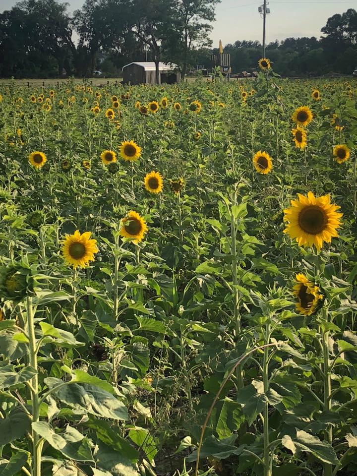 Field of yellow sunflowers in tall green stalks